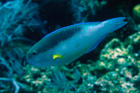 Image result for Scarus fuscopurpureus