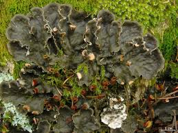 Attēlu rezultāti vaicājumam “Peltigera canina”