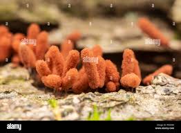 Attēlu rezultāti vaicājumam “Arcyria denudata macro”