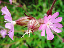 Attēlu rezultāti vaicājumam “Silene dioica”