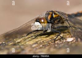 Attēlu rezultāti vaicājumam “Leucorrhinia rubicunda male”