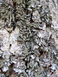 Attēlu rezultāti vaicājumam “Parmelia submontana”