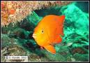 Animal Phyla