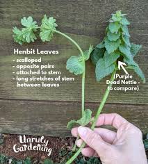 Attēlu rezultāti vaicājumam “Lamium amplexicaule leaf”