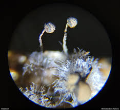 Attēlu rezultāti vaicājumam “Cribraria piriformis spores”