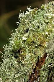 Attēlu rezultāti vaicājumam “Cladonia”