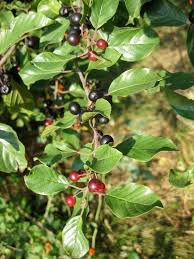 Attēlu rezultāti vaicājumam “Frangula alnus”