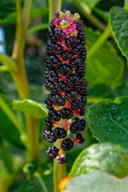 Attēlu rezultāti vaicājumam “Phytolacca acinosa fruit”