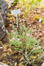 Attēlu rezultāti vaicājumam “Erica tetralix leaf”