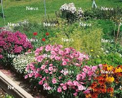 Image result for Lavatera trimestris