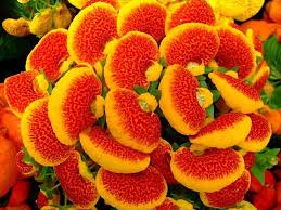 Image result for Calceolaria