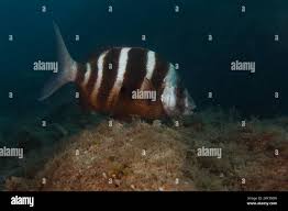 Image result for Diplodus cervinus