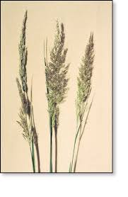 Attēlu rezultāti vaicājumam “Calamagrostis canescens fruit”