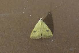 Attēlu rezultāti vaicājumam “Rivula sericealis”