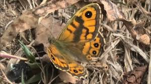 Attēlu rezultāti vaicājumam “Lasiommata megera underside”