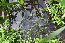 Attēlu rezultāti vaicājumam “Callitriche cophocarpa”