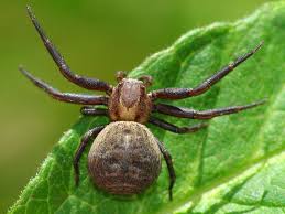 Attēlu rezultāti vaicājumam “Xysticus bifasciatus”