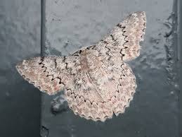 Attēlu rezultāti vaicājumam “Mniotype satura”