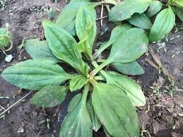 Attēlu rezultāti vaicājumam “Plantago major leaf”