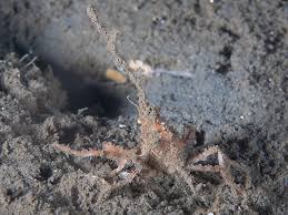 Image result for Hyas coarctatus