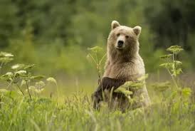 Attēlu rezultāti vaicājumam “Ursus arctos”