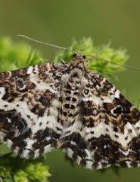 Attēlu rezultāti vaicājumam “Epirrhoe tristata imago”