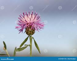 Attēlu rezultāti vaicājumam “Centaurea stoebe flower”