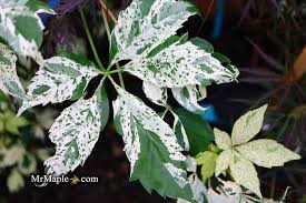 Attēlu rezultāti vaicājumam “Parthenocissus quinquefolia”