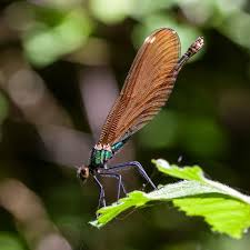 Attēlu rezultāti vaicājumam “Calopteryx virgo female”