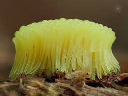 Attēlu rezultāti vaicājumam “Stemonitis flavogenita macro”