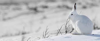 Attēlu rezultāti vaicājumam “Lepus timidus”