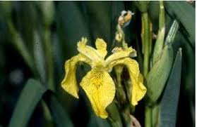Attēlu rezultāti vaicājumam “Iris pseudacorus flower”
