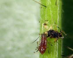 Attēlu rezultāti vaicājumam “Uroleucon cirsii”