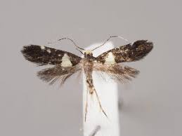 Attēlu rezultāti vaicājumam “Denisia similella”