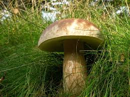 Attēlu rezultāti vaicājumam “Boletus pinophilus”