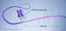 <b>Genes</b> are made up of DNA.