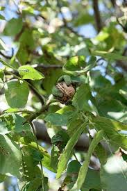 Attēlu rezultāti vaicājumam “Prunus domestica subsp. insitita fruit”