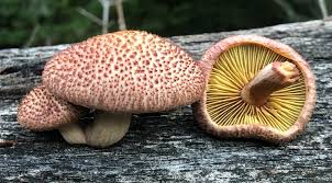 Attēlu rezultāti vaicājumam “Physarum luteolum”