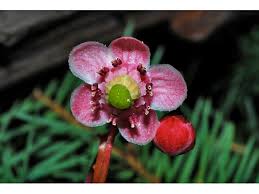 Attēlu rezultāti vaicājumam “Chimaphila umbellata”