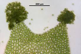 Attēlu rezultāti vaicājumam “Lophozia ventricosa”