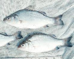 Image result for Morone americana