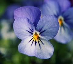 Image result for Viola wittrockiana