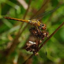 Attēlu rezultāti vaicājumam “Sympetrum sanguineum female”