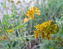 Attēlu rezultāti vaicājumam “xComagaria rosea  flower”