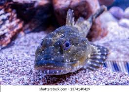 Image result for Myoxocephalus scorpius