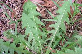 Attēlu rezultāti vaicājumam “Taraxacum officinale aggr. leaf”