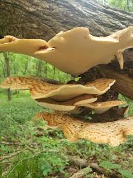 Attēlu rezultāti vaicājumam “Polyporus squamosus”