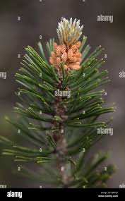 Attēlu rezultāti vaicājumam “Pinus mugo male flower”