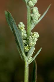 Attēlu rezultāti vaicājumam “Chenopodium album flower”
