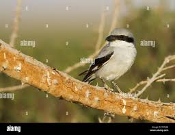 Attēlu rezultāti vaicājumam “Lanius excubitor adult”